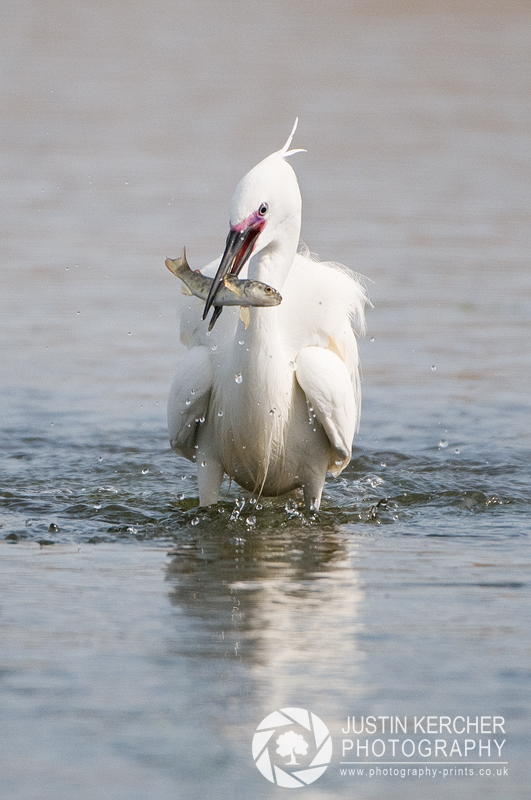 Egret with Catch II
