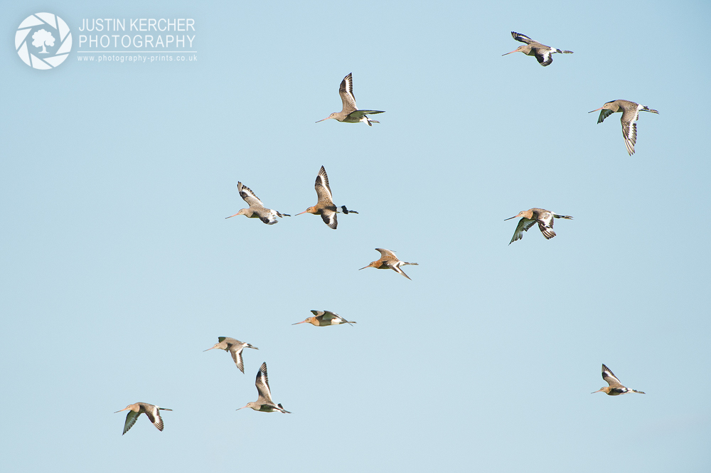 Blacktailed Godwits in Flight