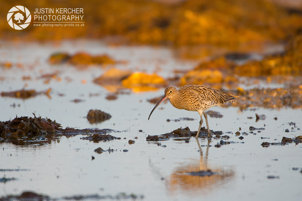Curlew in The Sea I
