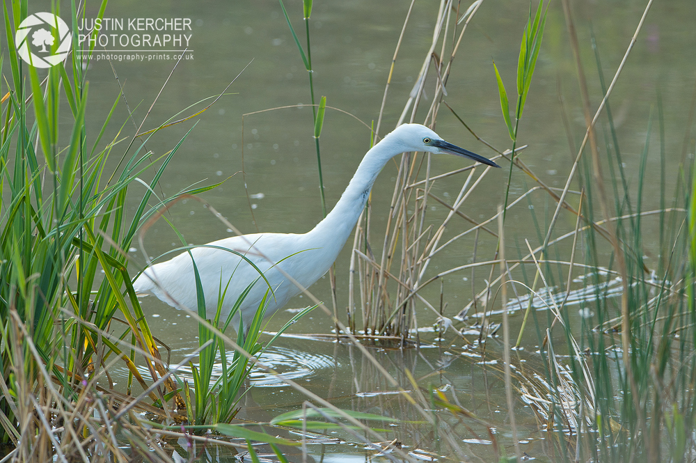 Stalking Egret