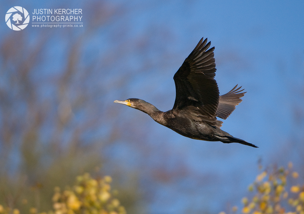 Cormorant Flyby
