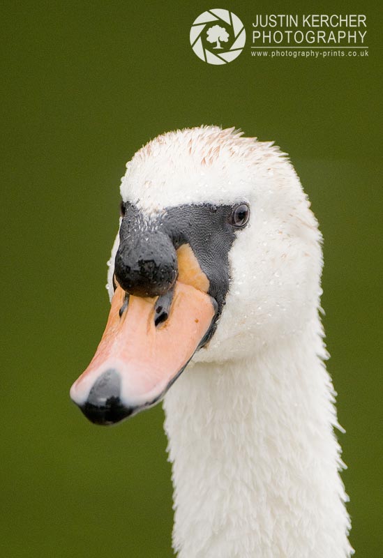Mute Swan Portrait
