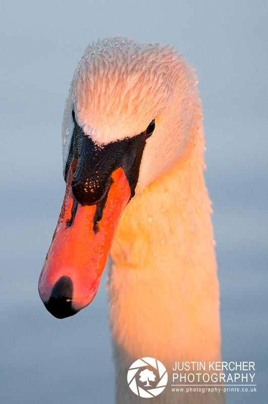 Mute Swan Portrait II