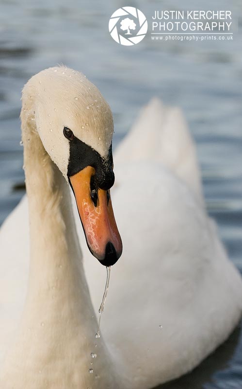 Dribbling Swan