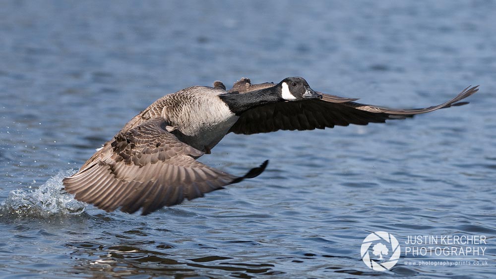 Canada Goose Running on Water I