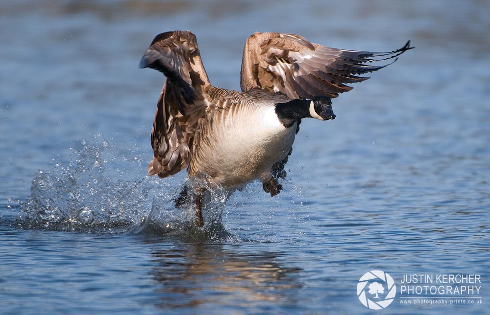 Canada Goose Running on Water II