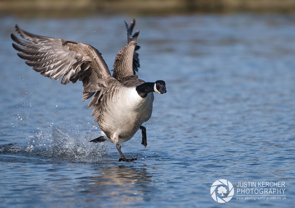 Canada Goose Running on Water III