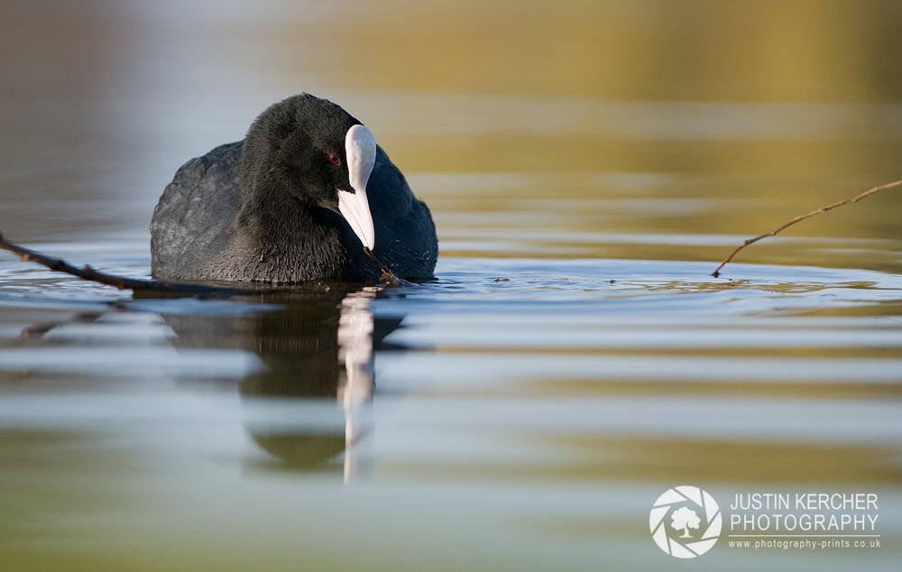 Coot with Stick