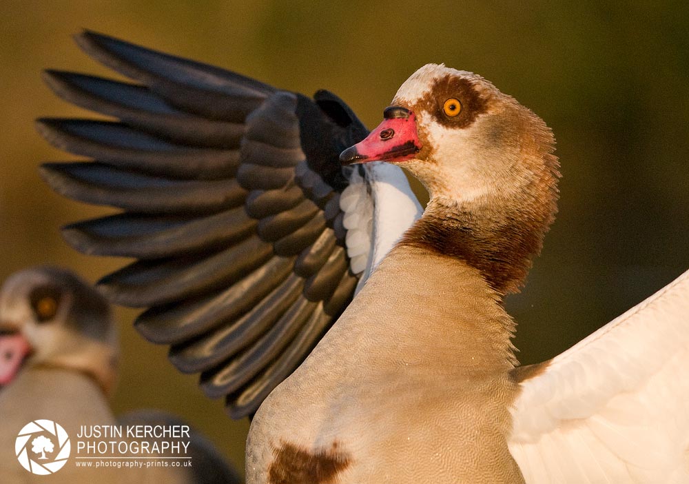 Egyptian Goose Flapping