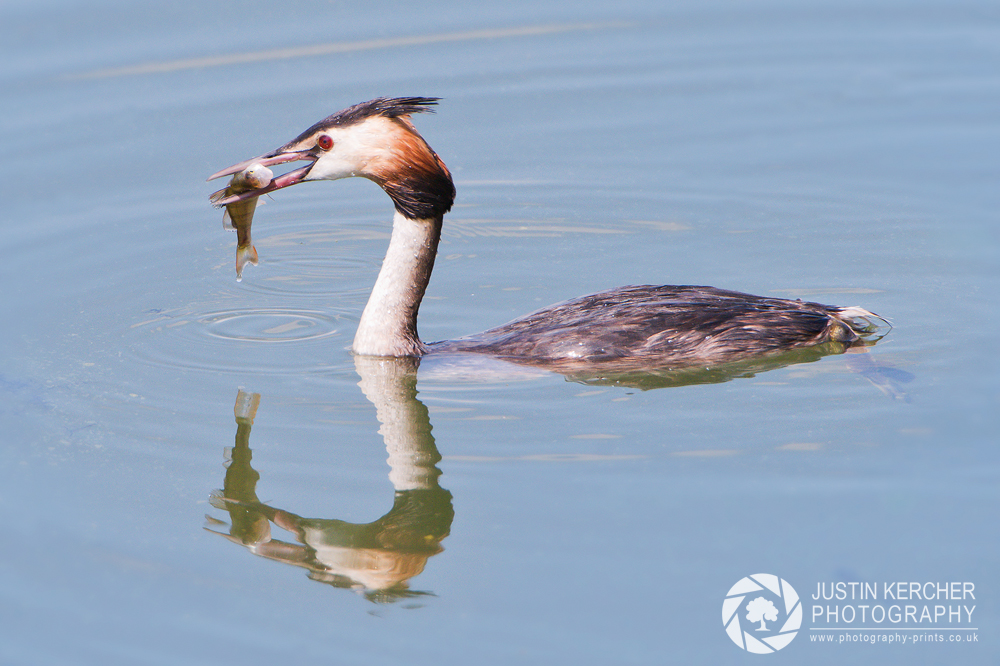 Great Crested Grebe Catching Fish II
