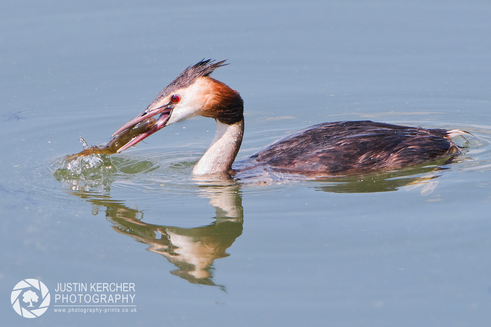 Great Crested Grebe Catching Fish