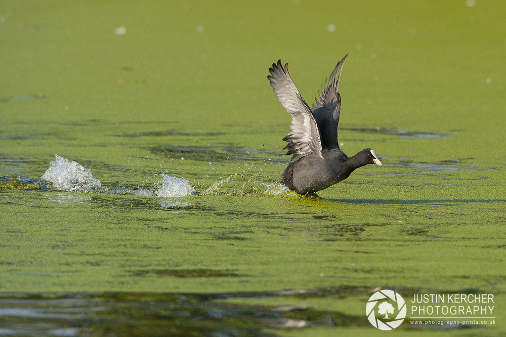 Coot Running on Water I