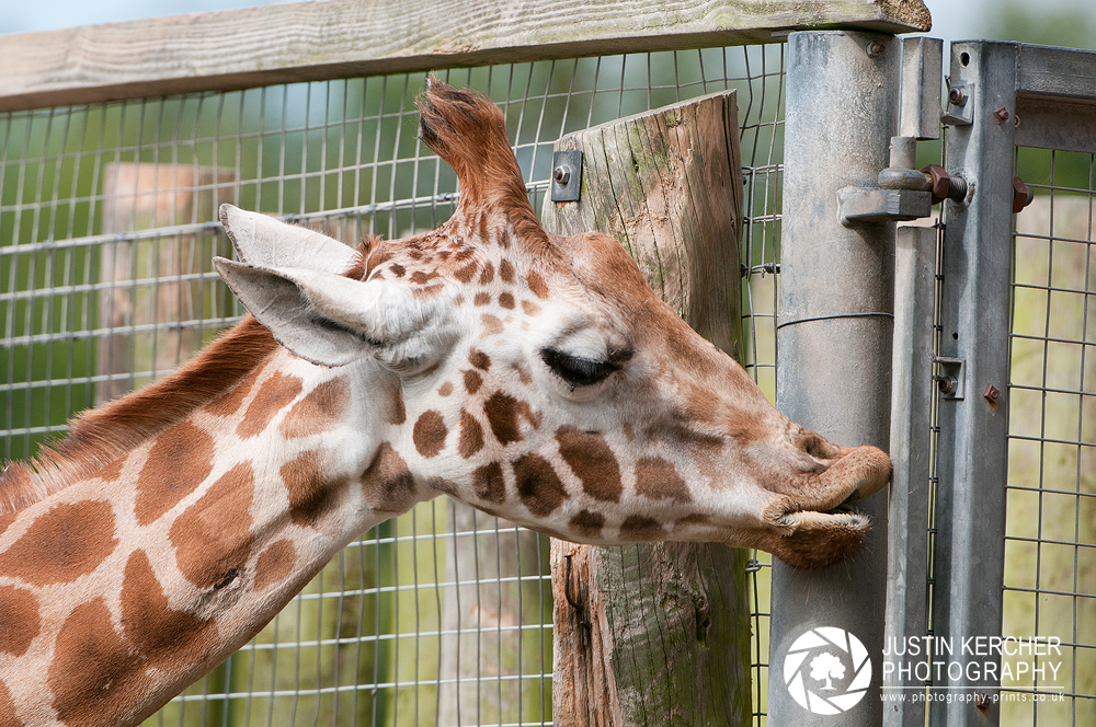 Giraffe Licking Fence