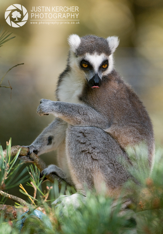 Lemur Blowing Raspberries