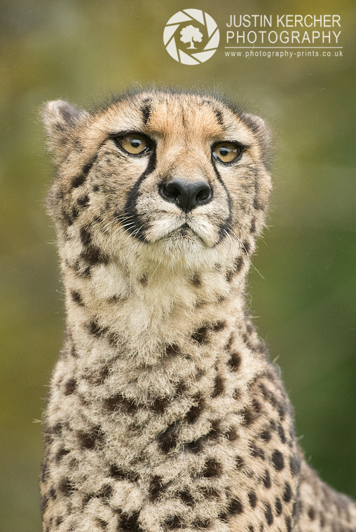 Cheetah Lookout I