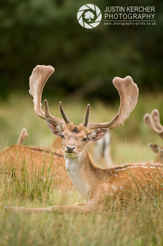 Fallow Stag Resting