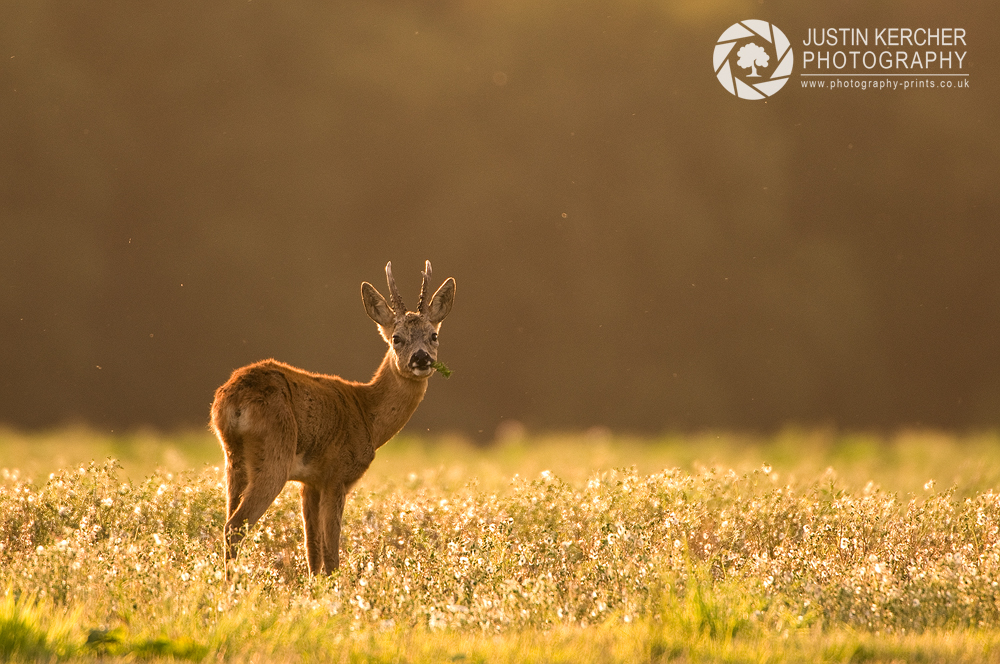 Young Buck in the Golden Hour