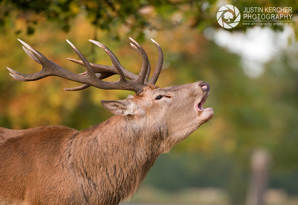 Bellowing Red Stag