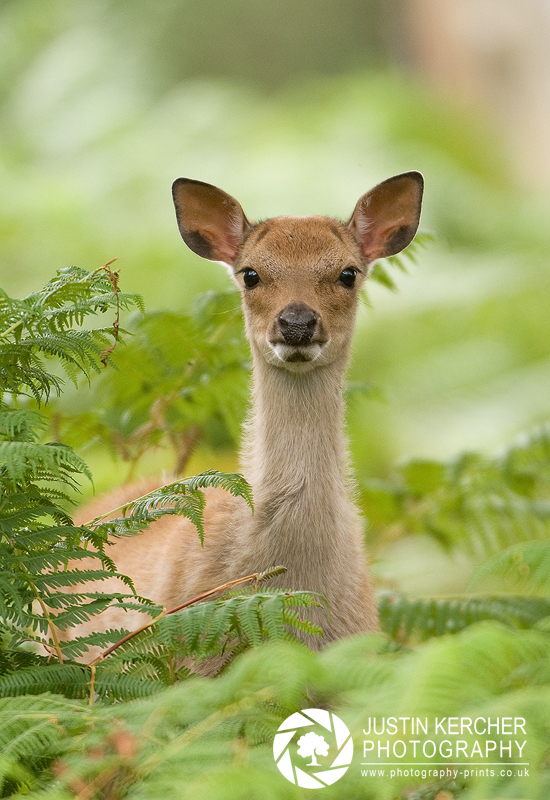 Peek a Boo - Sika Deer