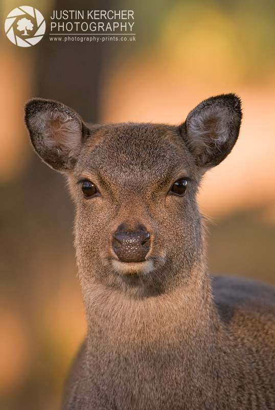 You Sika Deer Portrait