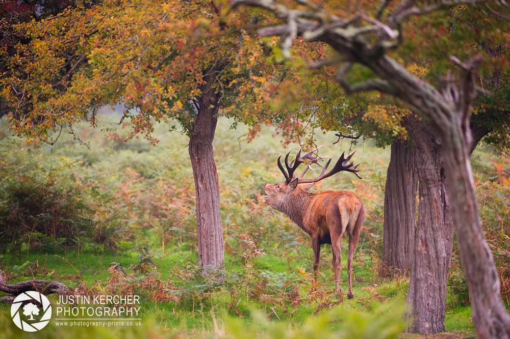 Barking Red Stag VI