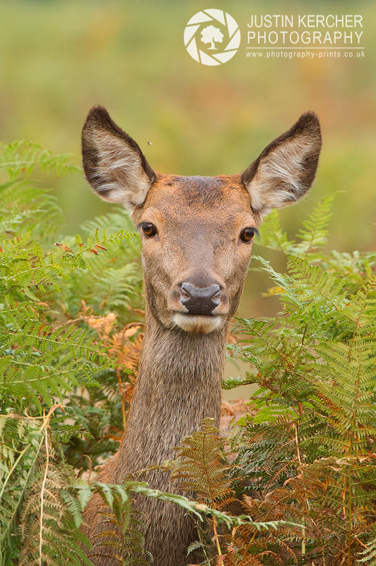 Doe, a Deer