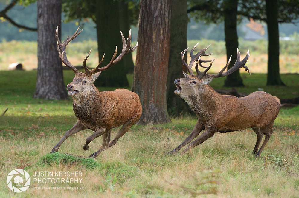 Rutting Stags 5/5