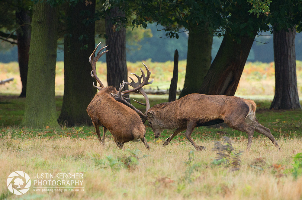 Rutting Stags 3/5