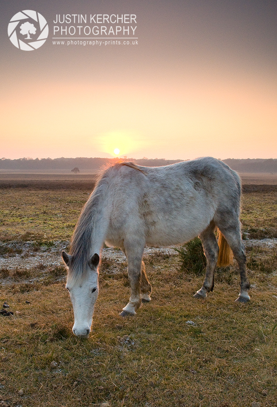 Horse at Sunset in The New Forest