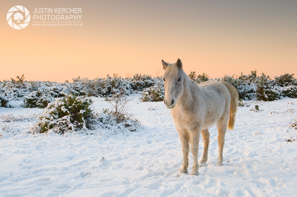 New Forest Pony in Winter
