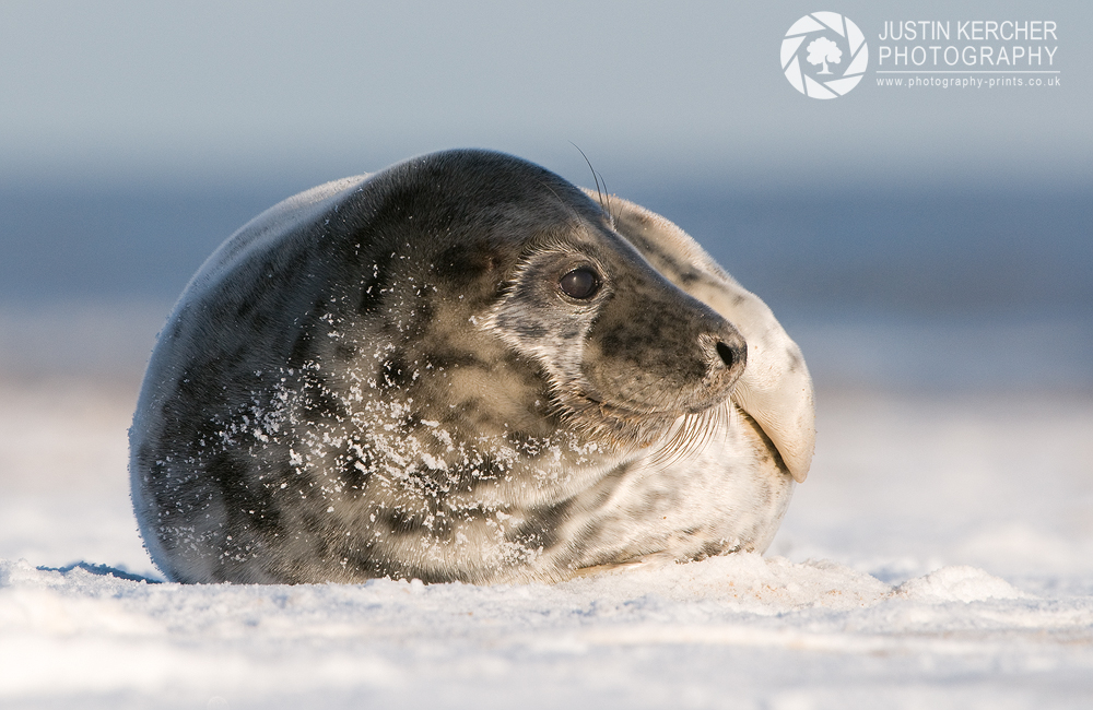 Seal in the Snow
