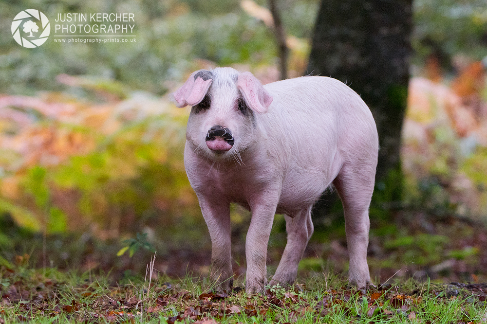 New Forest Pig