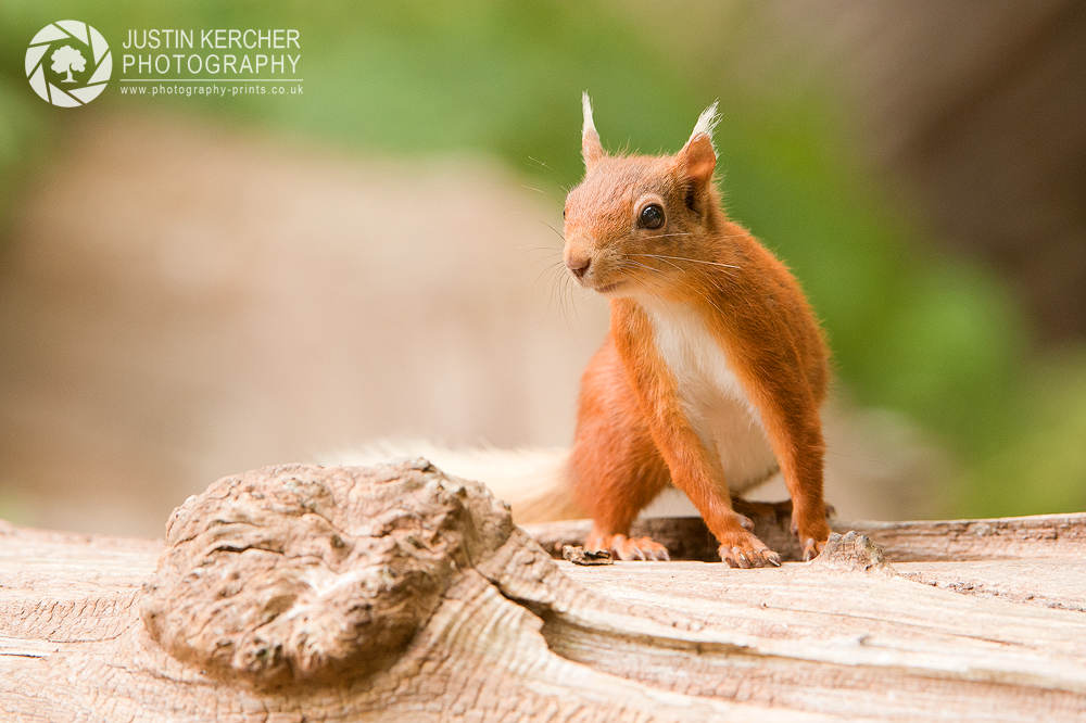 Juvenile Red Squirrel Posing