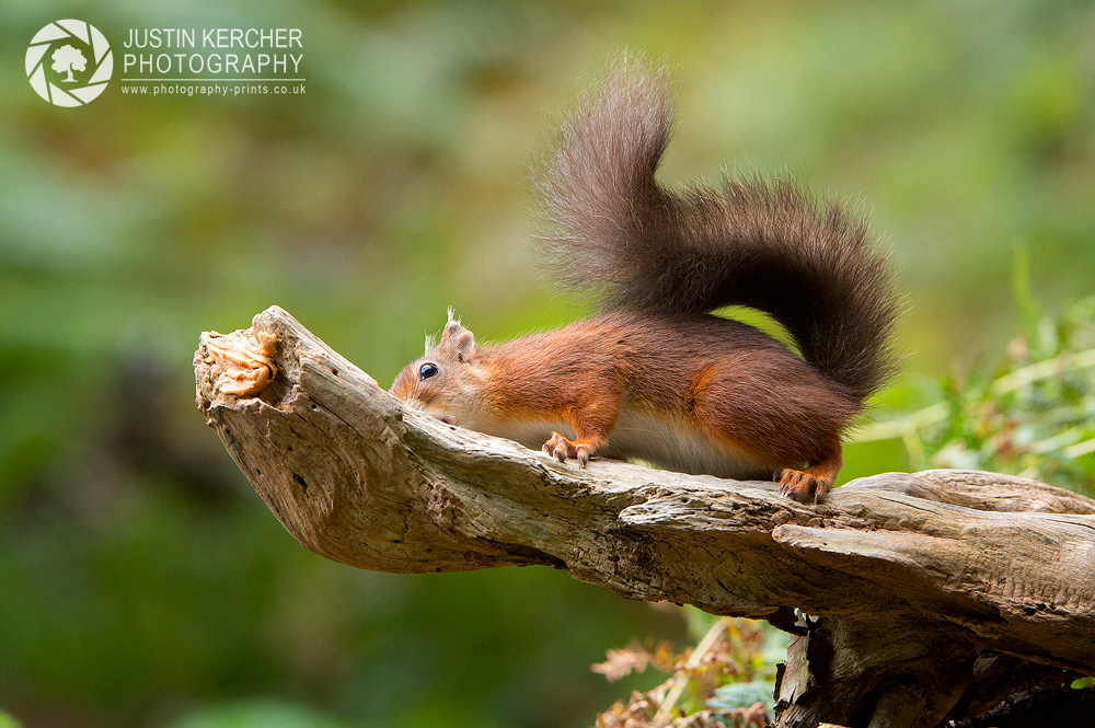 Red Squirrel XIII