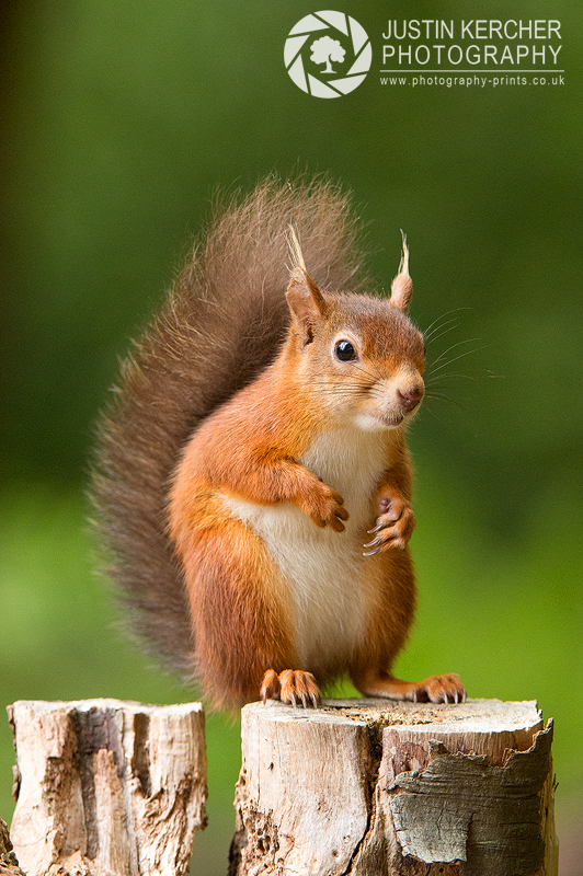 Red Squirrel X