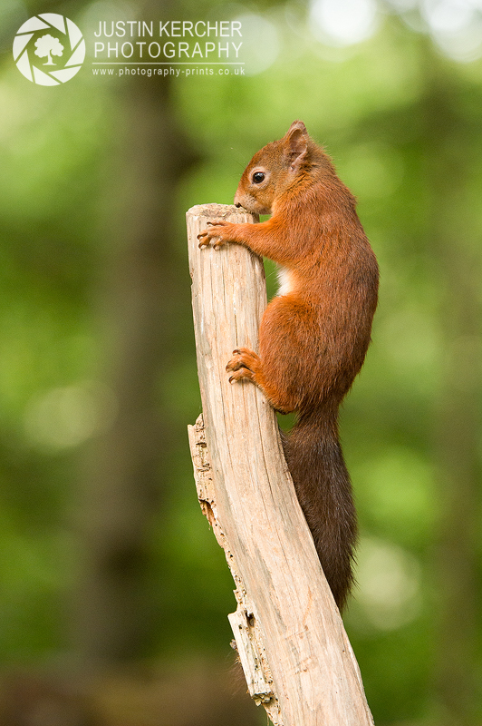Red Squirrel XV