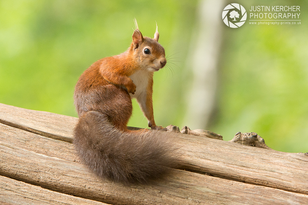 Red Squirrel XI