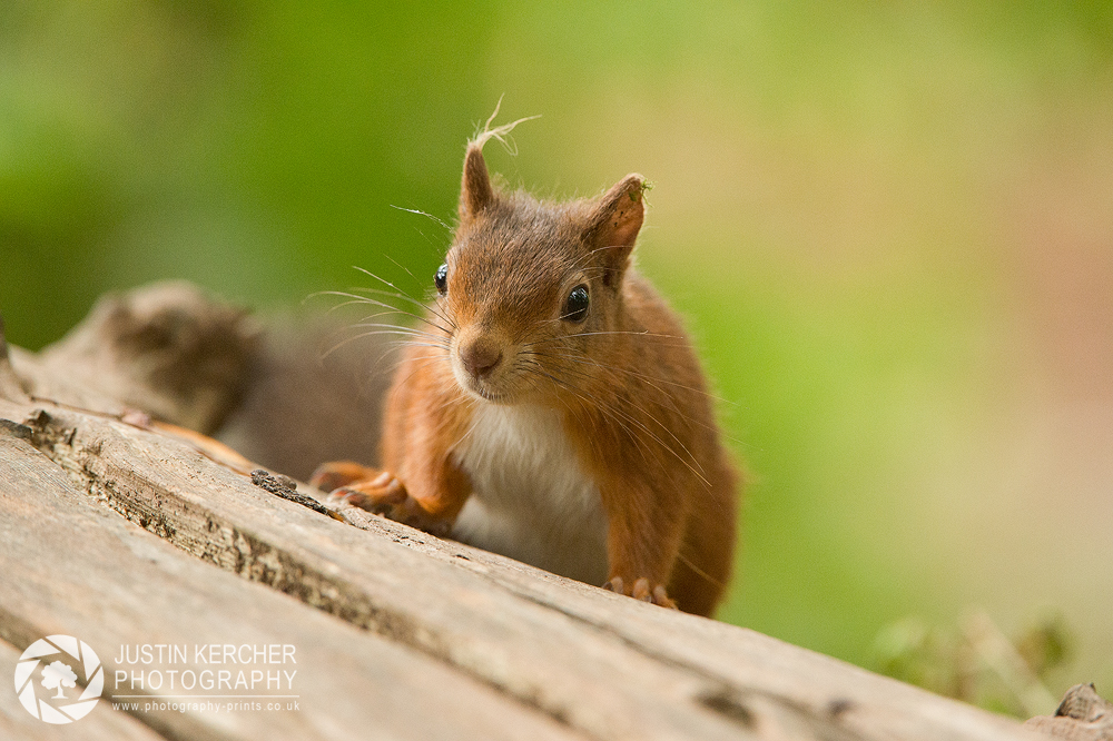 Red Squirrel XIV