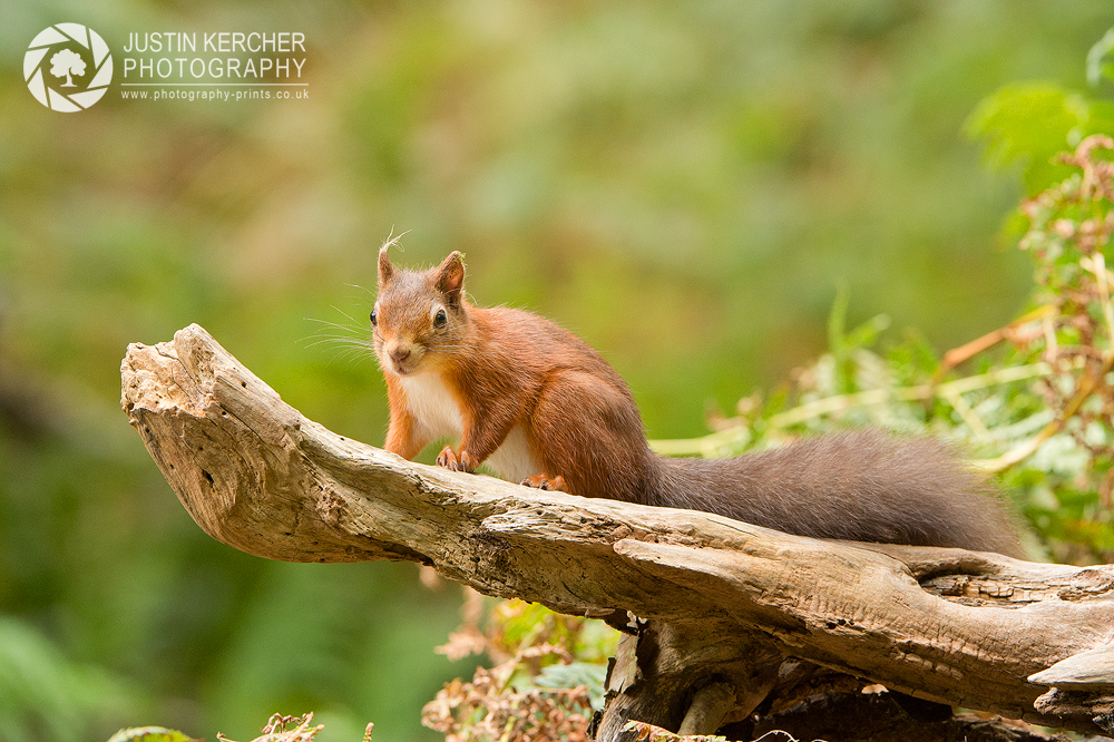 Red Squirrel III