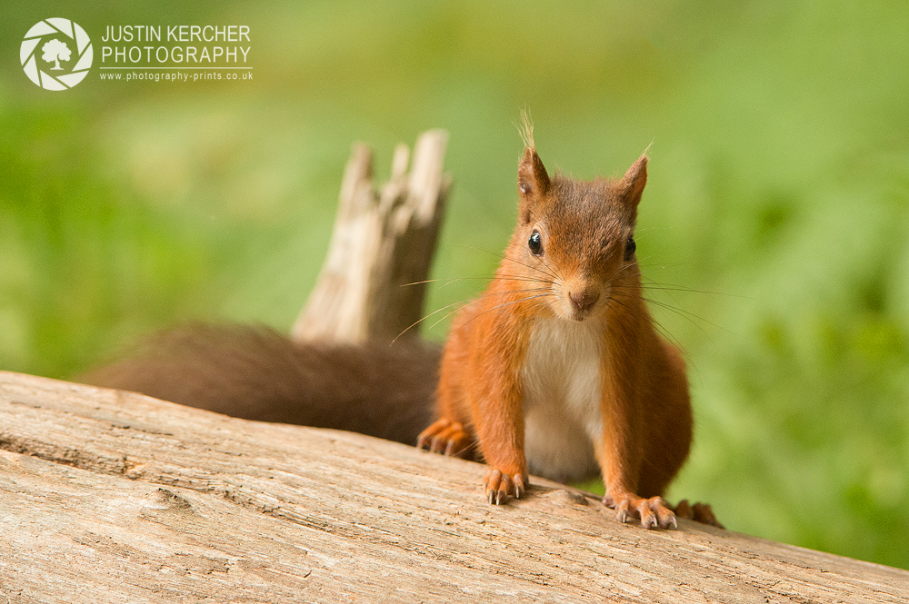 Red Squirrel II