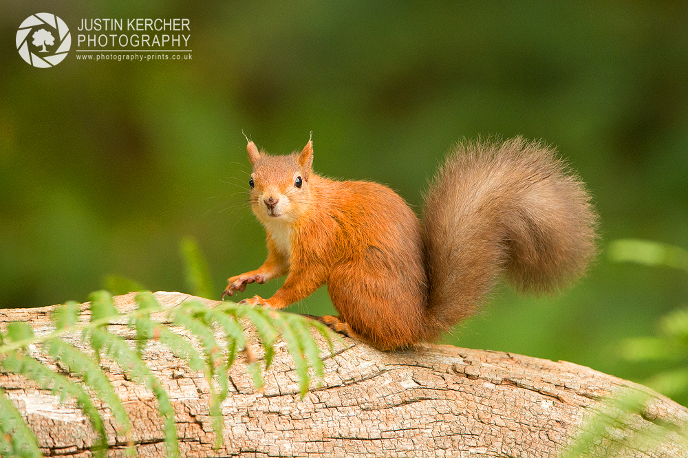 Red Squirrel IV