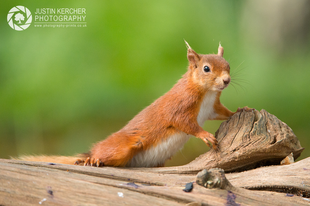 Juvenile Red Squirrel Pausing