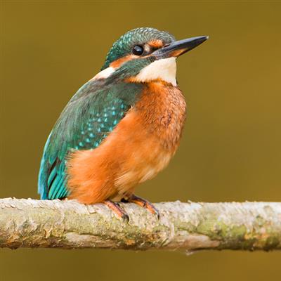 A Morning with Kingfishers