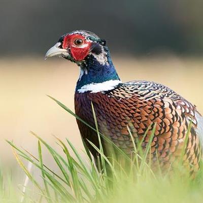 Pheasant Photography