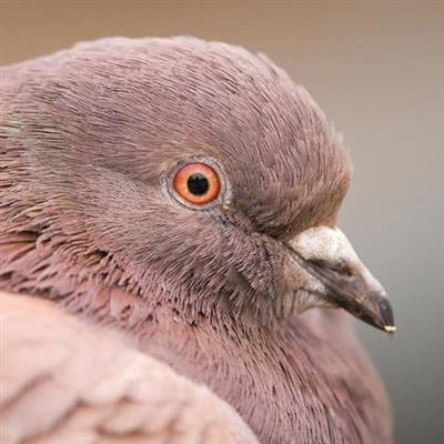 Pigeon Photography