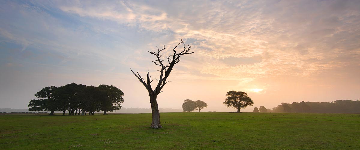 The New Forest Landscape Photography