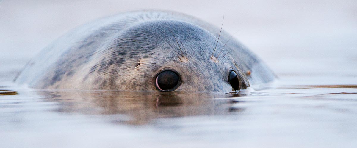 Seal Photography