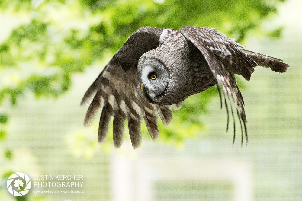 Great Grey Owl in Flight III