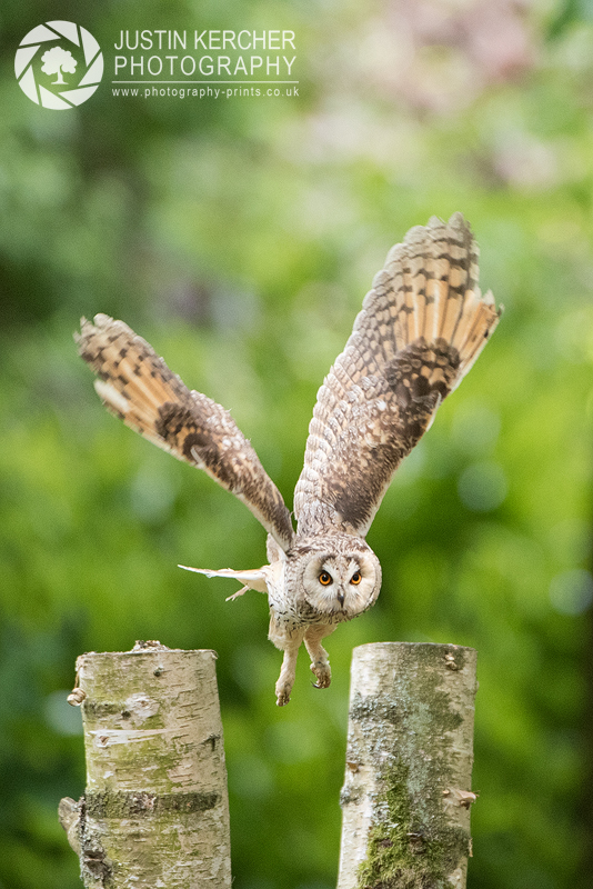 Long Earred Owl in Flight II