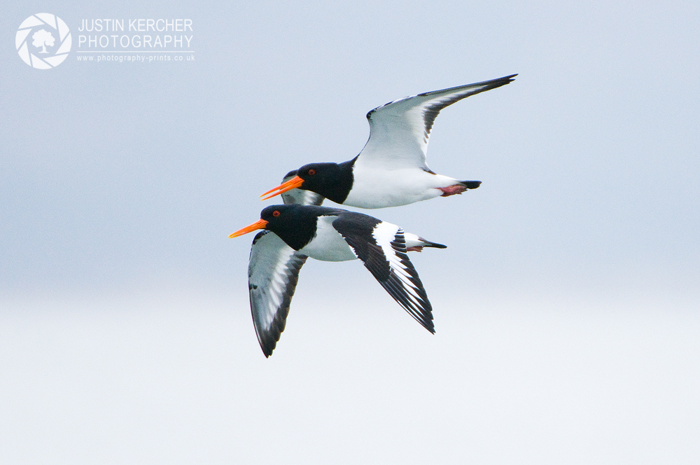 Pair of Oyster Catchers in Flight